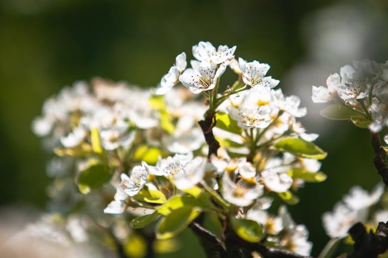 Frühlingswochen zum Vorteilspreis