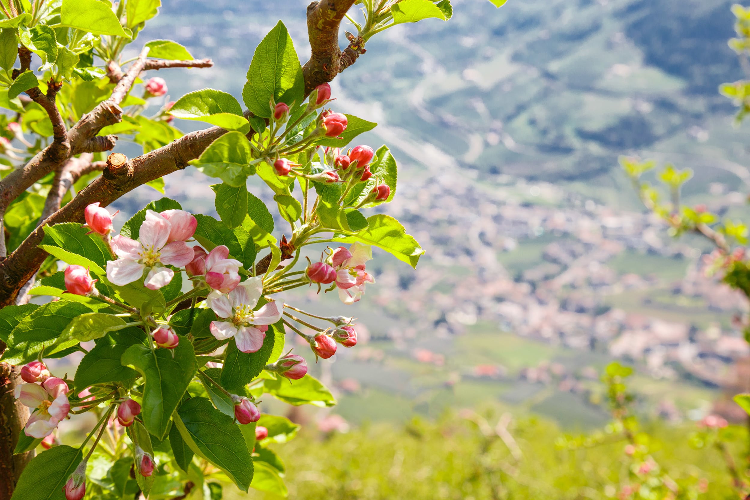 Frühlingserwachen im April